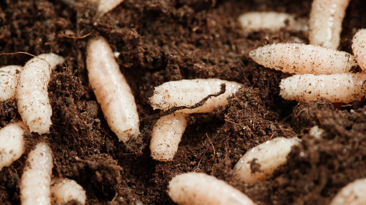 Maggots in Soil