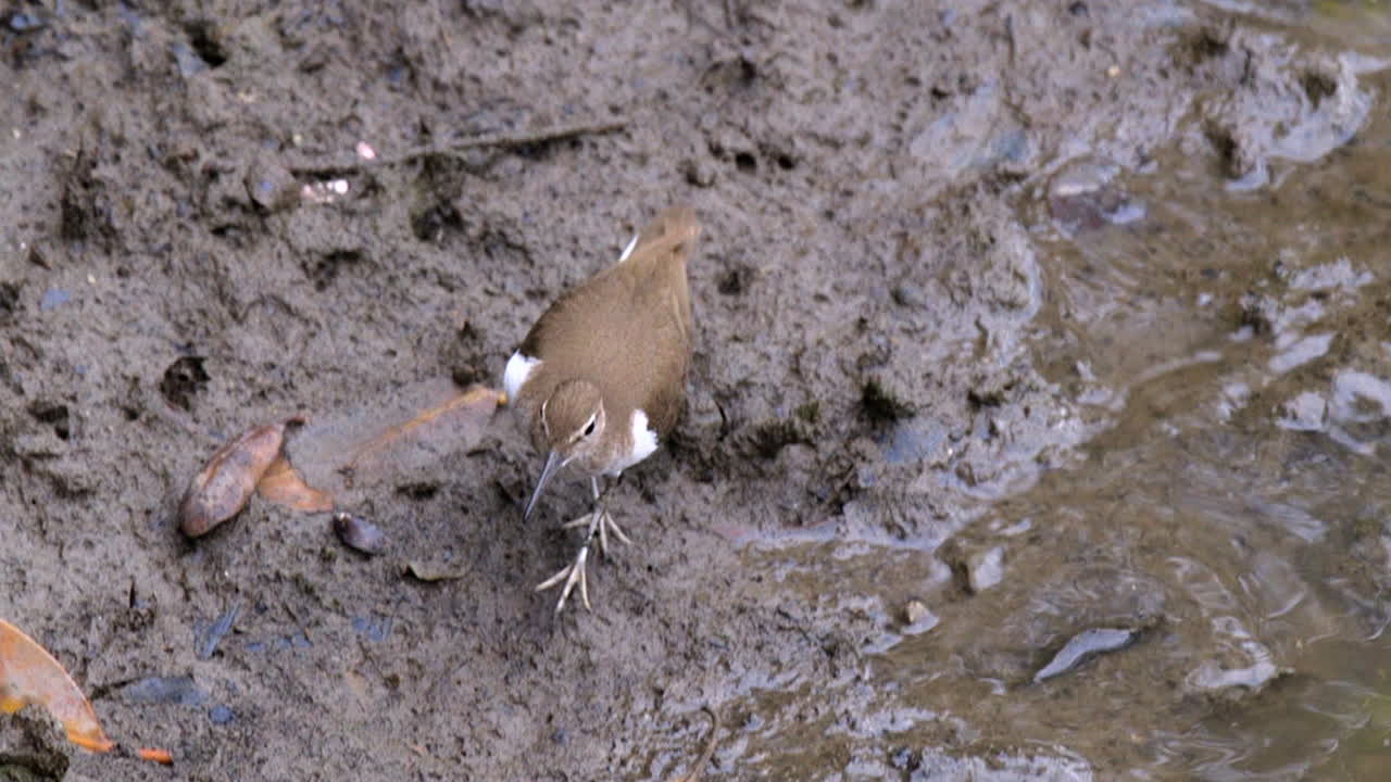 en almindelig sandpiper fugl, der går langs den mudrede flodbredde - langsom bevægelse