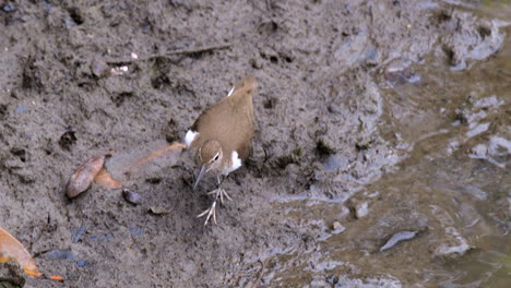 Un-Pájaro-Playero-Común-Caminando-Por-La-Orilla-Fangosa---Cámara-Lenta