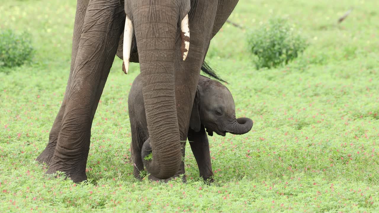 A tiny baby African elephant calf standing next to its mother's front legs while she is feeding on the green grass, Mashatu Game Reserve