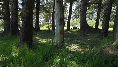 Picnic-Area-On-Meadow-Landscape-With-Big-Trunks-Of-Old-Douglas-Fir-Trees-During-Sunny-Day-At-Cape-Arago-State-Park,-Oregon