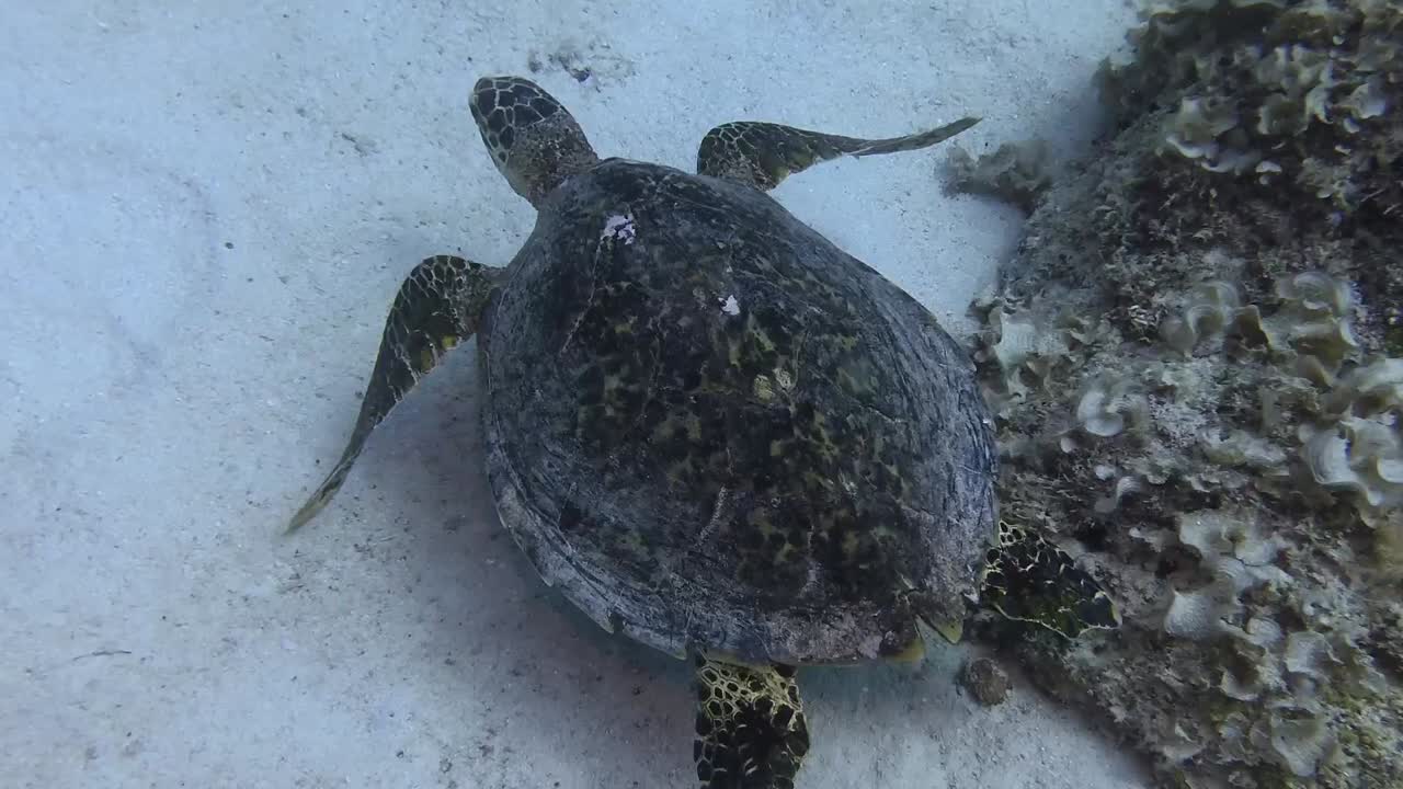 Hawksbill turtle swimming over coral reef filmed from above