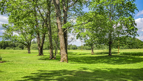 Timelapse-shot-of-breeze-swaying-the-grass-and-tree-branches-in-a-park-on-a-bright-sunny-day