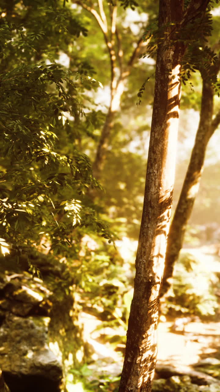 la luz del sol filtrándose a través del bosque