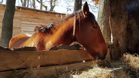 young mustang horse feeding near the haystack at the farm - static, medium shot