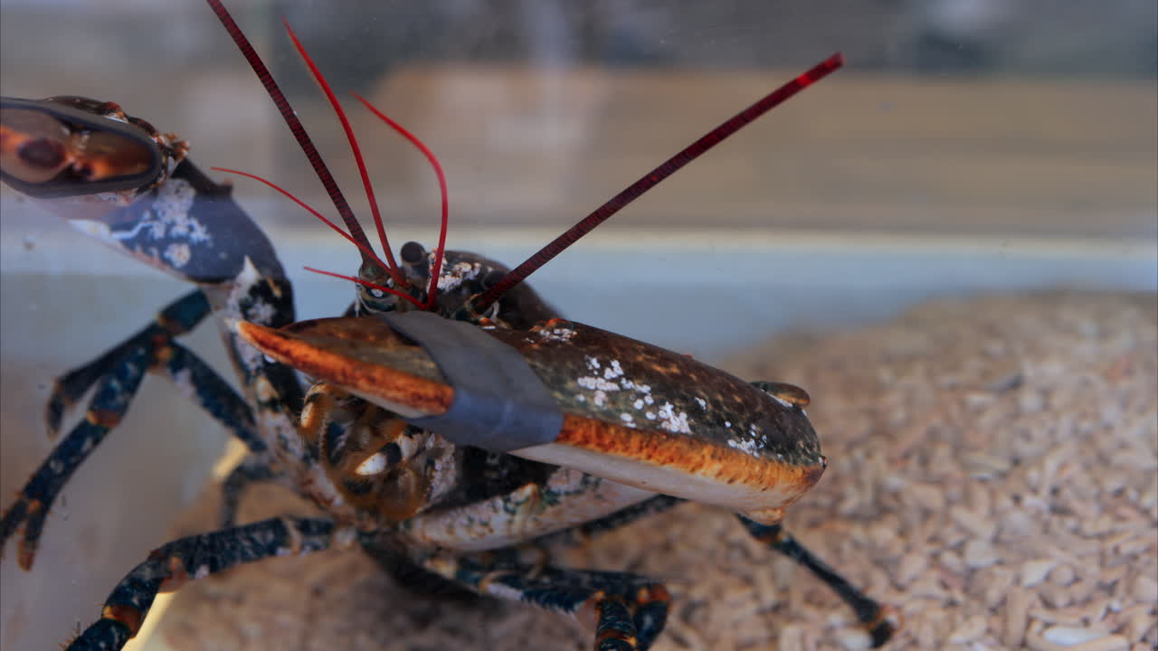 Close up of a lobster moving in an aquarium