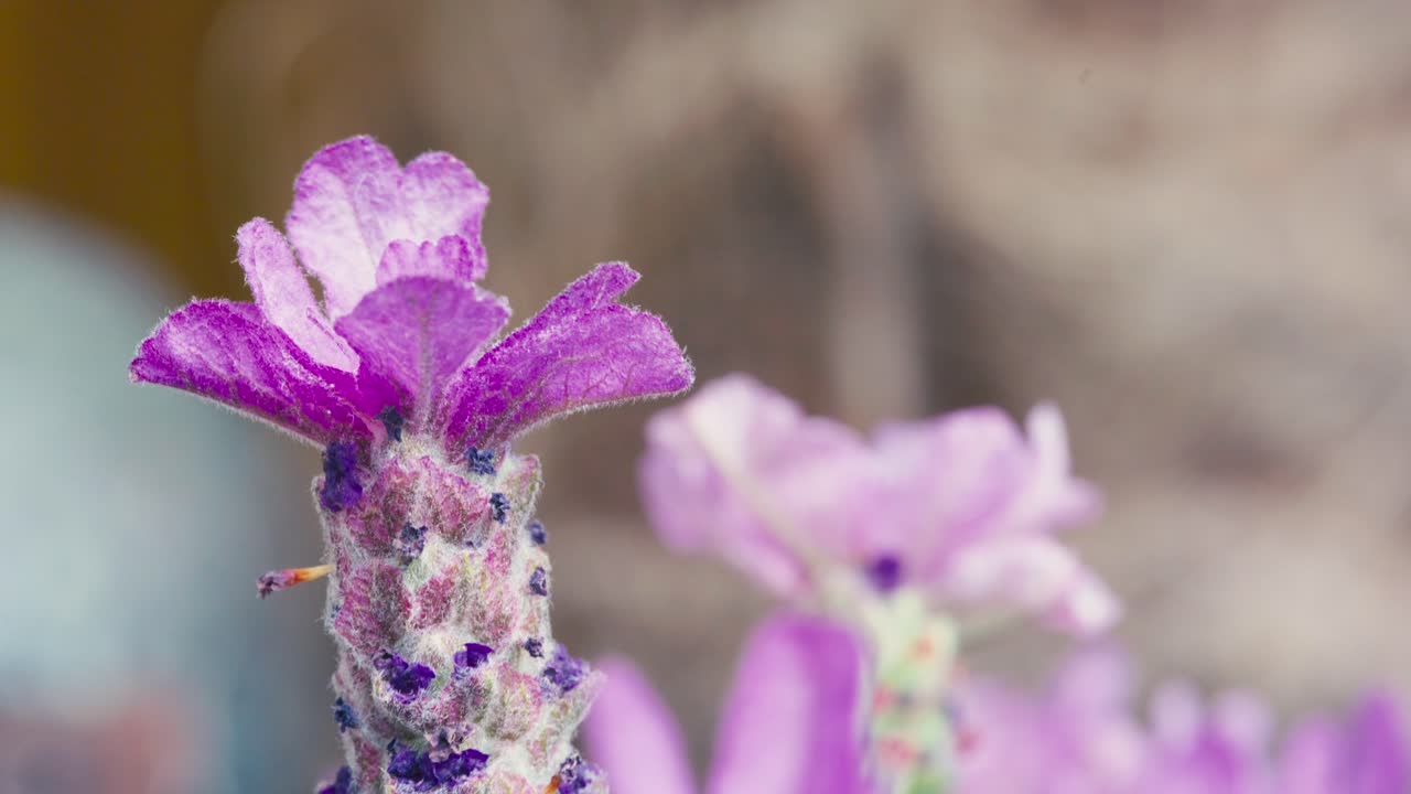 primer plano de la lavanda francesa, lavandula stoechas, que crece en un vivero de hierbas con poca profundidad de campo