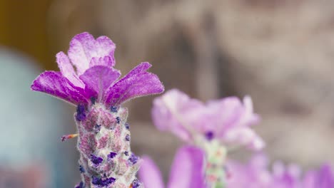 Close-up-of-French-lavender,-Lavandula-stoechas,-growing-in-a-herb-nursery-with-shallow-depth-of-field