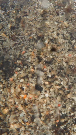 calm flow of water with dark particles of dirt. pebbles sink to bottom covered with small stones and plants with transparent gas bubbles on stems slow motion