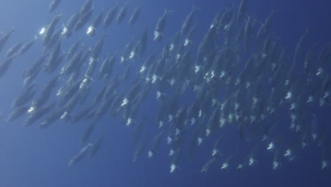 indian mackerel in the red sea of egypt, known as mouth mackerel , this mackerel - rastrelliger kanagurta are usually found in big groups swimming with their mouth wide open