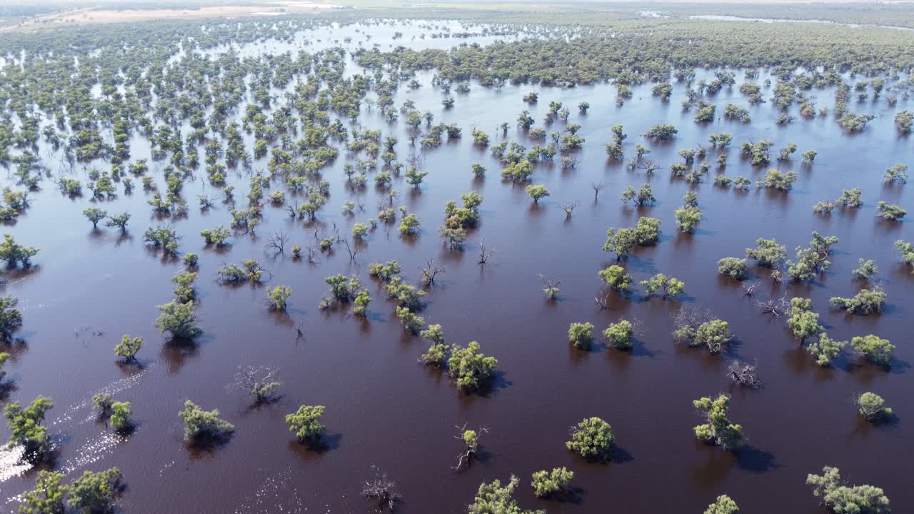 공중 무인 항공기 풍경 삼림 나무 홍수 강 시스템 아웃백 부시 랜드 여행 관광 자연 재해 mildura victoria australia 4k의 팬 샷