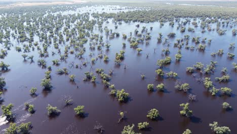 aerial drone landscape pan shot of forest trees flooding river system outback bushland travel tourism natural disaster mildura victoria australia 4k