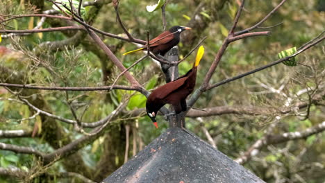 el pájaro oropéndola montezuma macho se inclina en la rama realizando una exhibición de apareamiento