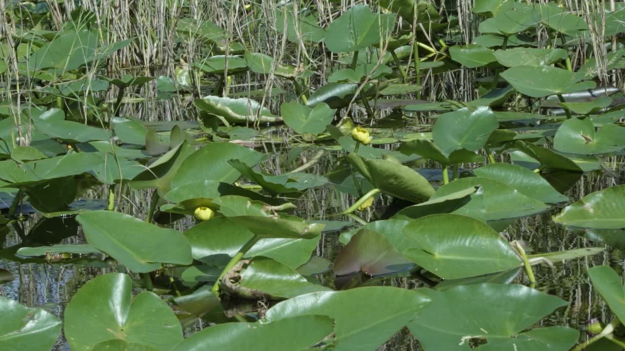 fotografía en cámara lenta de un gran grupo de lirios verdes con flores amarillas rodeados de manglares en los oscuros everglades de florida cerca de miami en un cálido día de verano