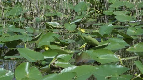 slow motion close up shot of a large cluster of green lily pads with yellow flowers surrounded by mangroves in the murky florida everglades near miami on a warm summer day