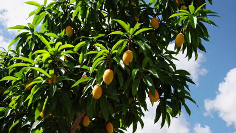 mango tree with ripe yellow mangoes hanging from branches