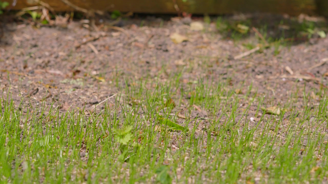 Pan Up on New Growing Green Grass with Dry Soil. Perfect for documentaries, climate change contexts, or agricultural videos.