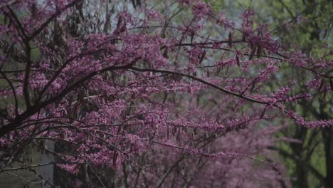  Dense clusters of vibrant pink flowers bloom on a tree's branches, filling the frame with a tapestry of spring color, softened by a gentle bokeh background