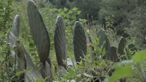 prickly pear cacti grown in the wild among the bushes