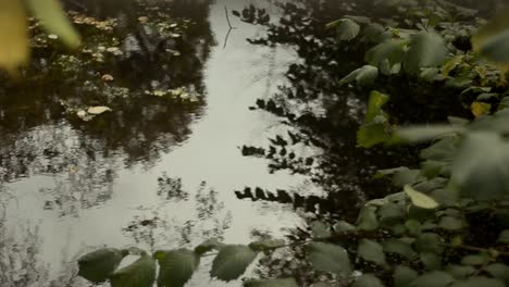 Arroyo-En-El-Campo-Refleja-Follaje-Circundante