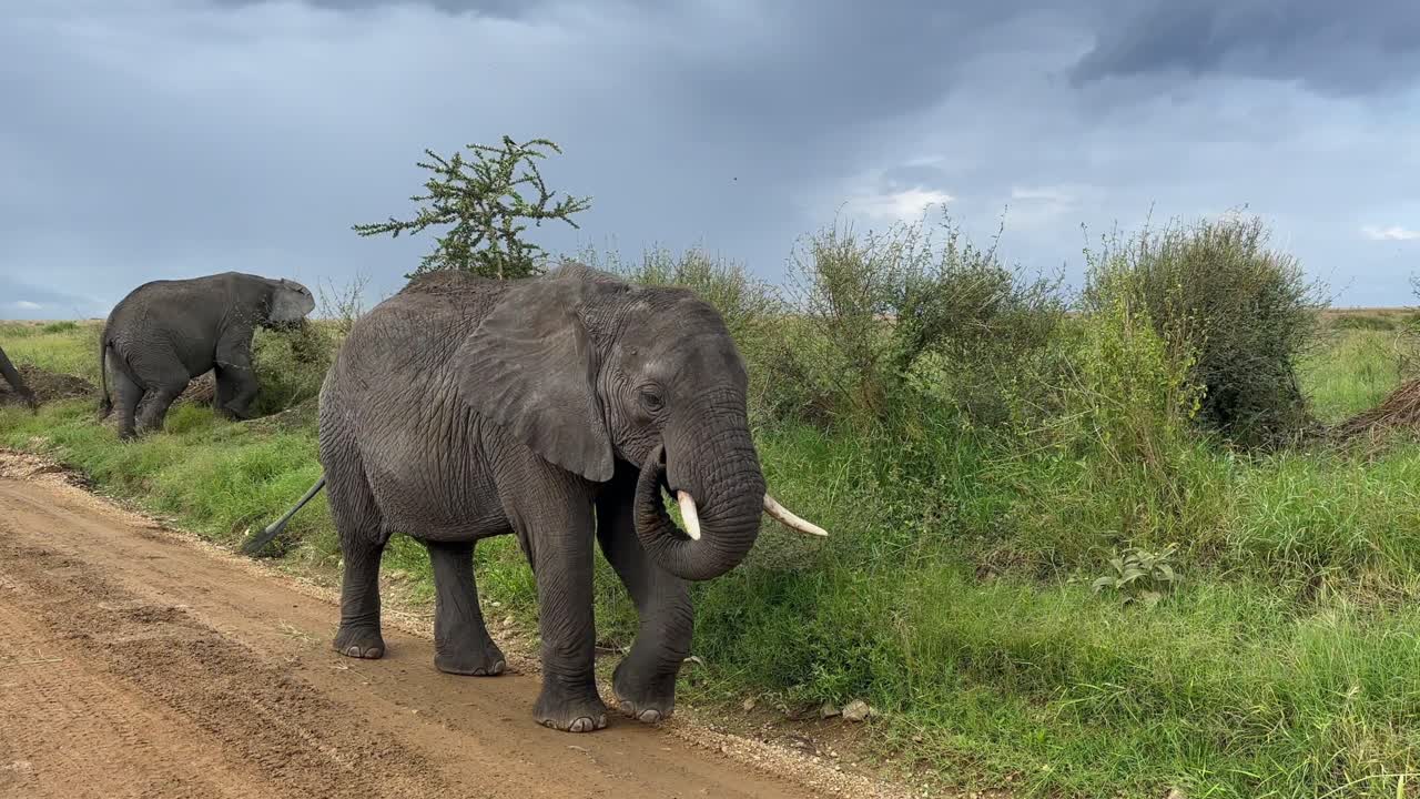 아프리카 덤불 코끼리 (loxodonta africana) 가 길가에서 먹을 풀을 찾고 있다. - 세렌게티 국립공원, 탄자니아