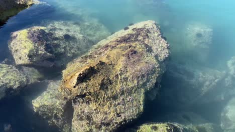 sea urchins on a submerged rock in green murky waters