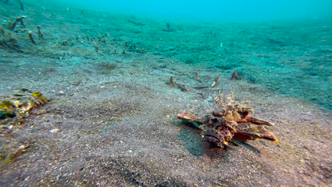 Spiny-devilfish-on-sandy-bottom-covered-with-some-seagrass