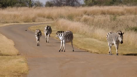 zebras in south africa walk on a dirt road in extreme heat haze