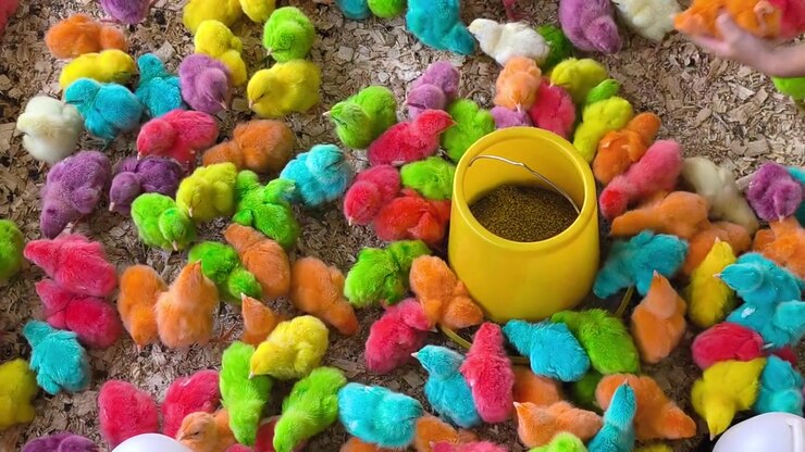 Vibrantly dyed baby chicks are displayed for sale, attracting the attention of children and visitors. The chicks are colored using specialized techniques performed during the egg stage.