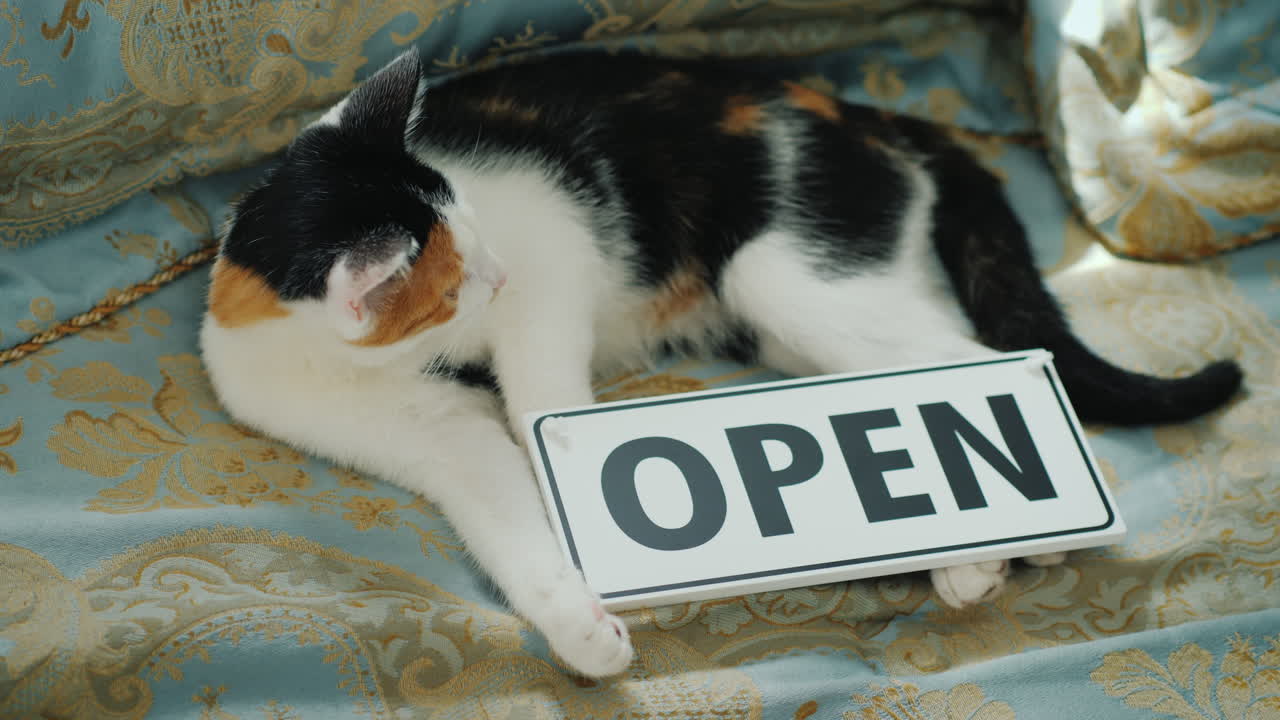 국내 고양이는 비문 오픈 스타트업 새로운 비즈니스 개념으로 접시 근처에 있습니다.