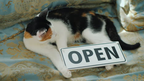 domestic cat lies near the plate with the inscription open startup new business concept