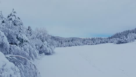 Denso-Manto-De-Nieve-Sobre-El-Bosque-Del-Lago-De-Montaña