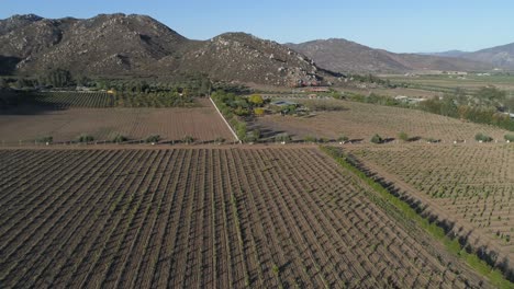 Toma-Aérea-De-Campos-De-Viñedos-En-El-Valle-De-Guadalupe