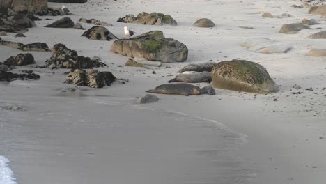 newborn harbor seal pup still has its umbilical cord intact at hopkins beach in monterey, california