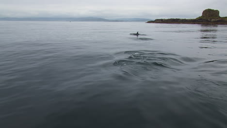 bottlenose dolphins swimming in the coast of scotland in europe - dolphin watching from a boat