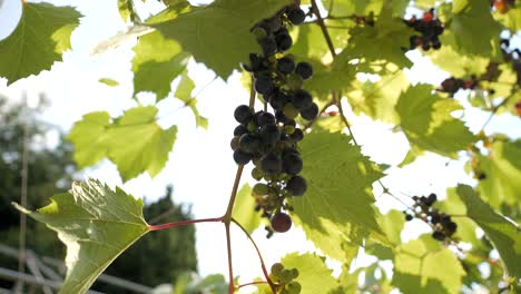 jardín de uvas en un soleado día de verano