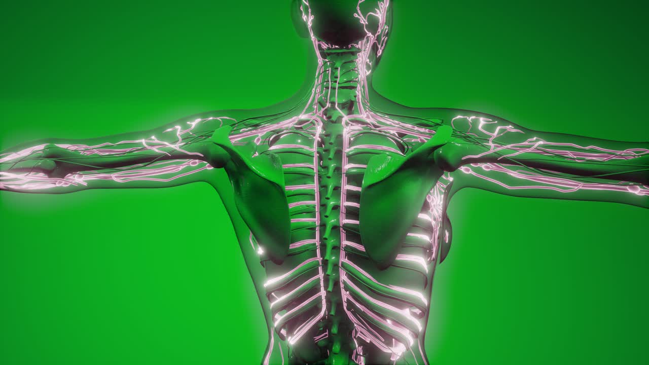 vasos sanguíneos del cuerpo humano