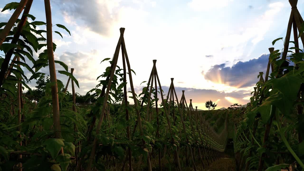 Field Of Green Plants A General Plan Nature Agriculture. Organic Farming. Agriculture Lifestyle Plantation Business Farm Concept. Soy Vegetable Healthy Food Agriculture