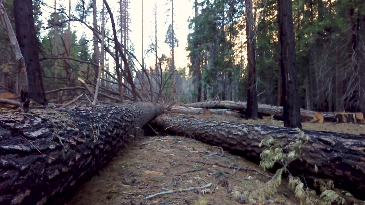 vuelo aéreo bajo sobre tronco de árbol cortado y caído después de un incendio forestal