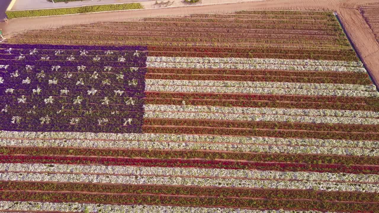 An aerial shot over a giant American flag made of flowers