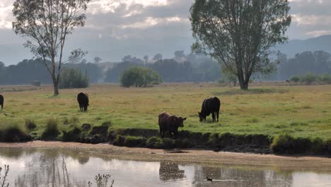 medium shot of cattle feeding in a large field in tumut in the early morning, new south wales, australia.