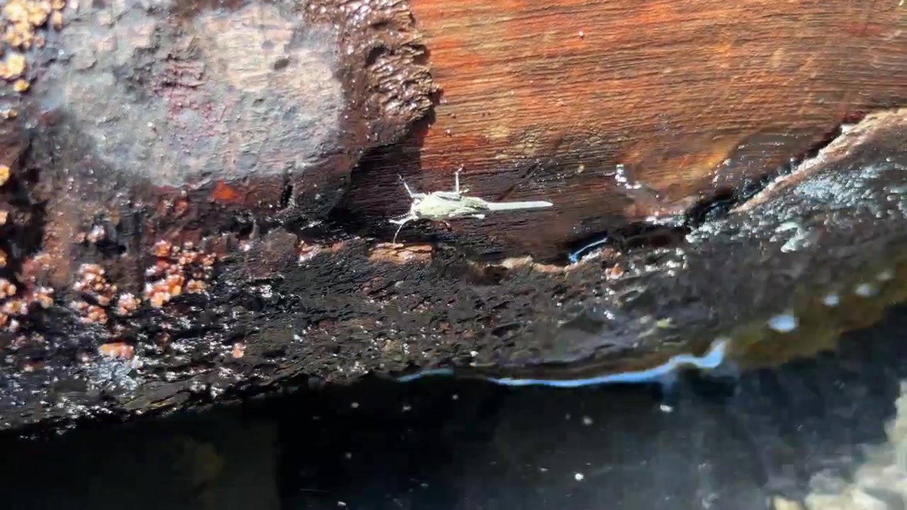 Piccola libellula posata su un tronco bagnato sopra l'acqua corrente