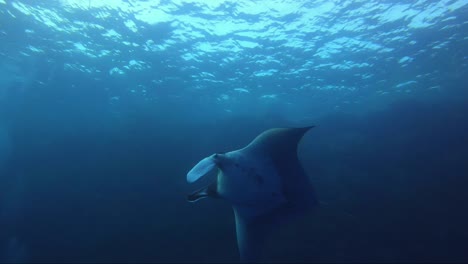 giant manta ray swims from reef and banks a big turn as it swims off towards a beautiful sun