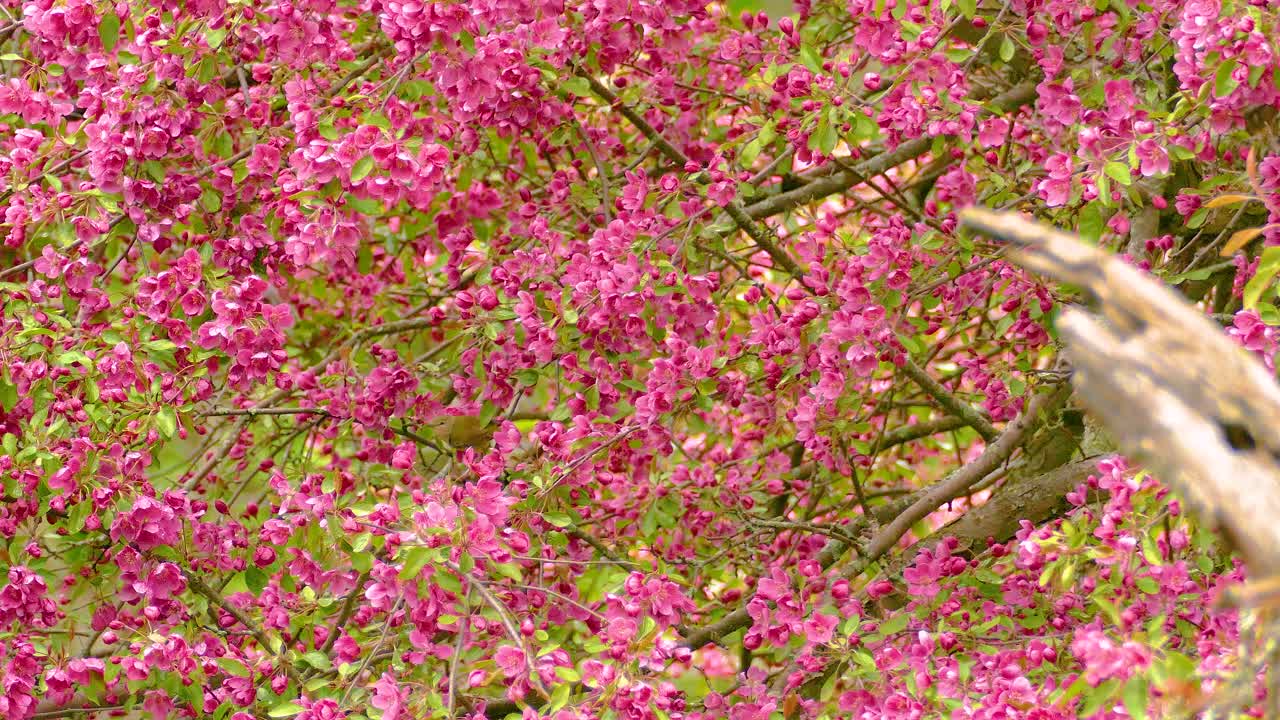 Tree full of pink blossoms with playful bird in the forestry Ottawa, Ontario, Canada.