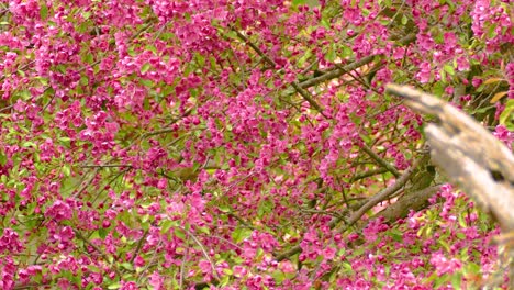 tree full of pink blossoms with playful bird in the forestry ottawa, ontario, canada.