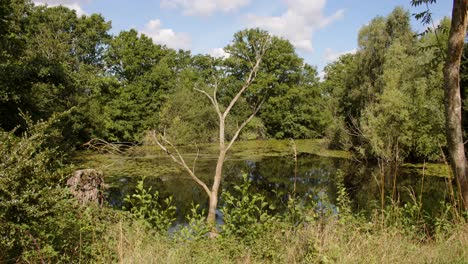 Weitwinkelaufnahme-Eines-Sees-Mit-Totem-Baum