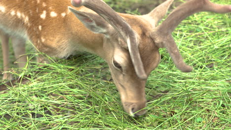 young deers with antlers eating grass at zoo