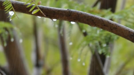 Drops--from-a-branch-during-the-rain