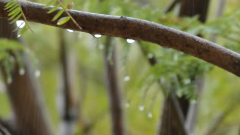 drops  from a branch during the rain