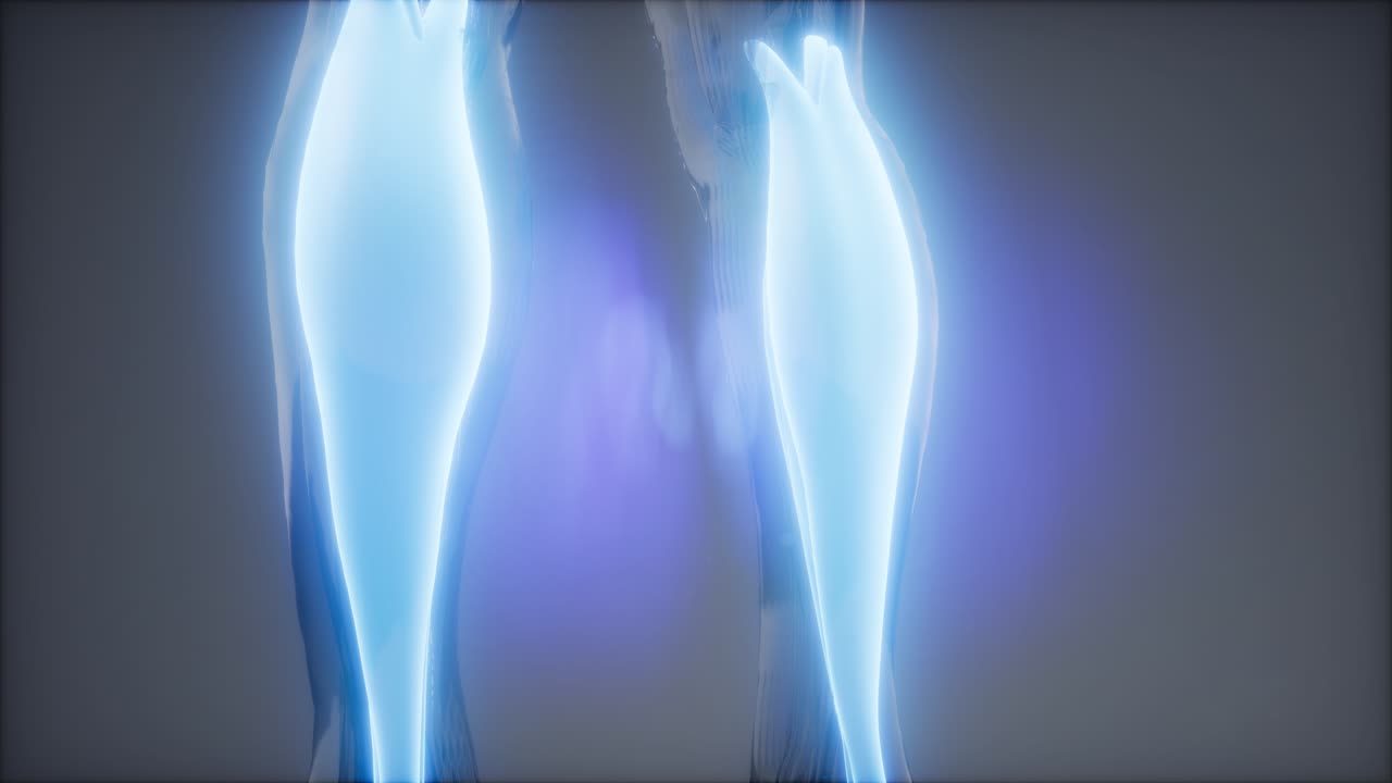 gastrocnemius- 눈에 보이는 근육 해부학 지도